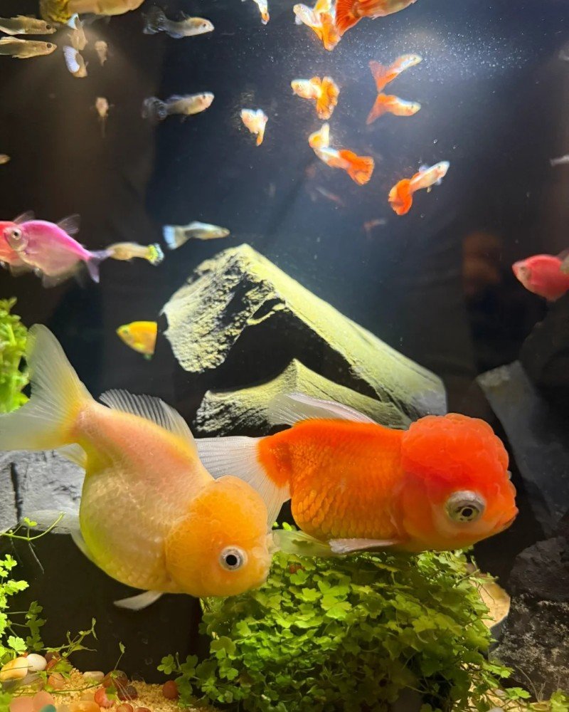 cá vàng đầu lân 21