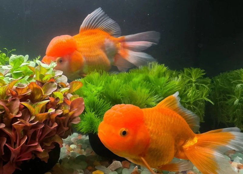 cá vàng đầu lân 22