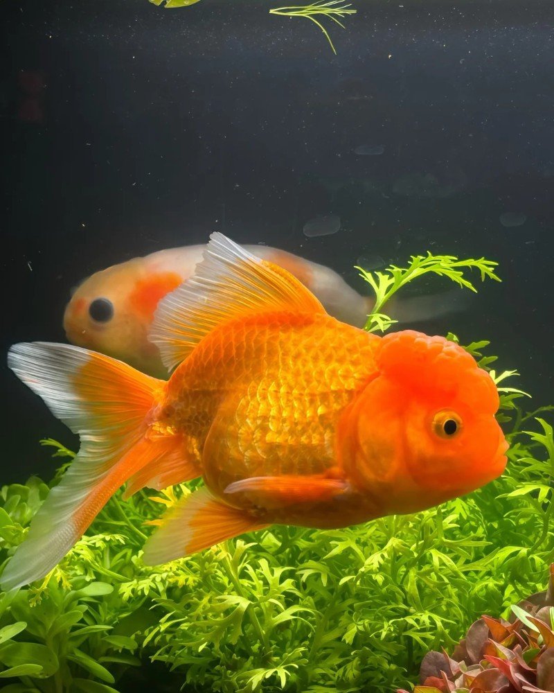 cá vàng đầu lân 23