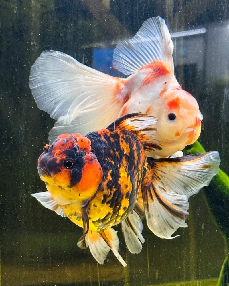 cá vàng đầu lân 24