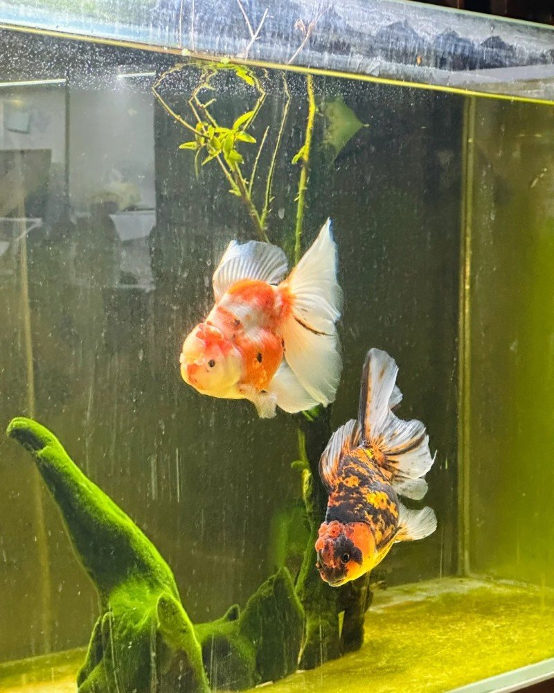 cá vàng đầu lân 25