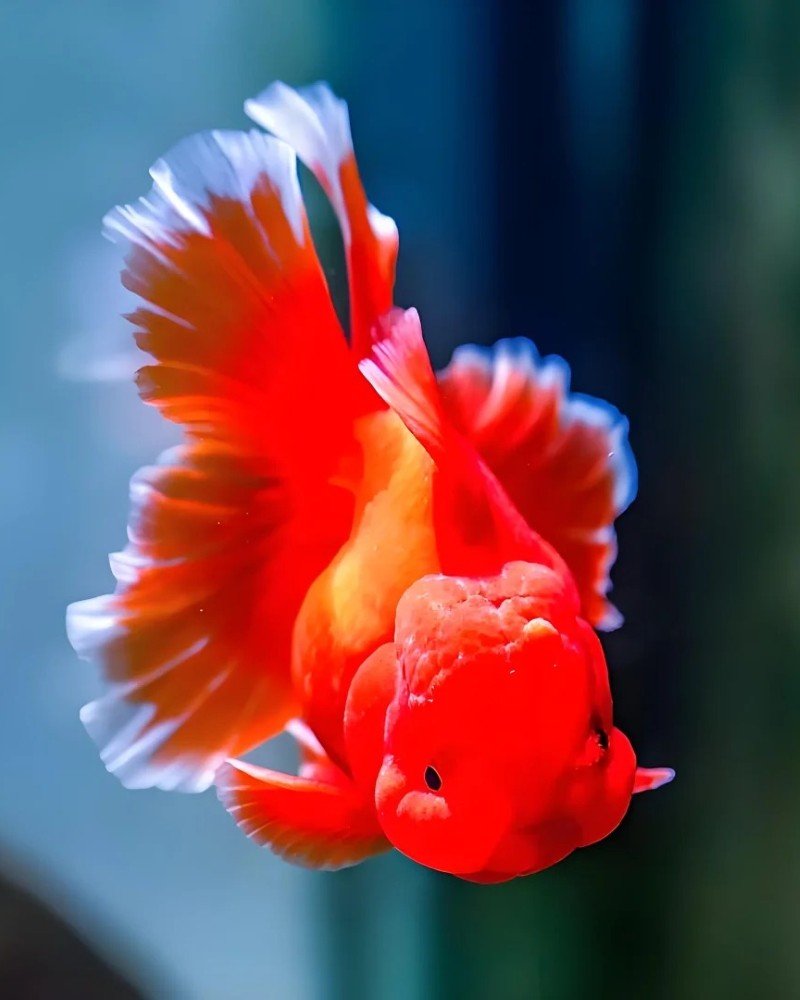 cá vàng đầu lân 27