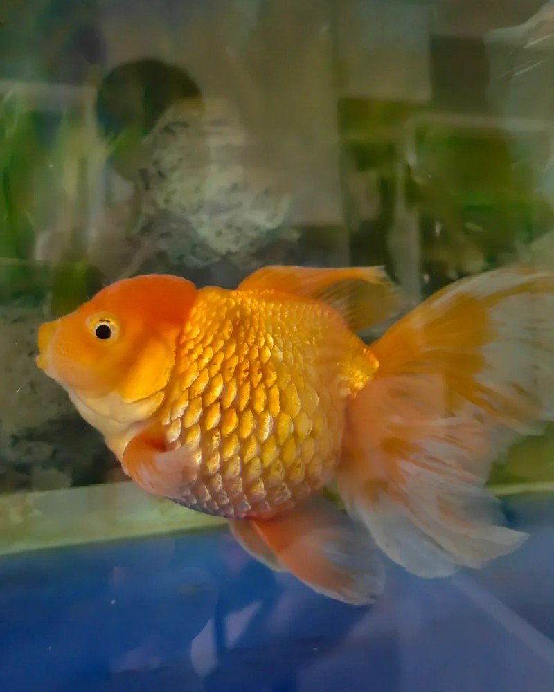 cá vàng đầu lân 28