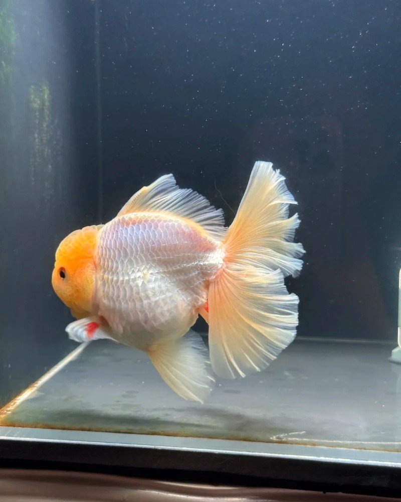 cá vàng đầu lân 29