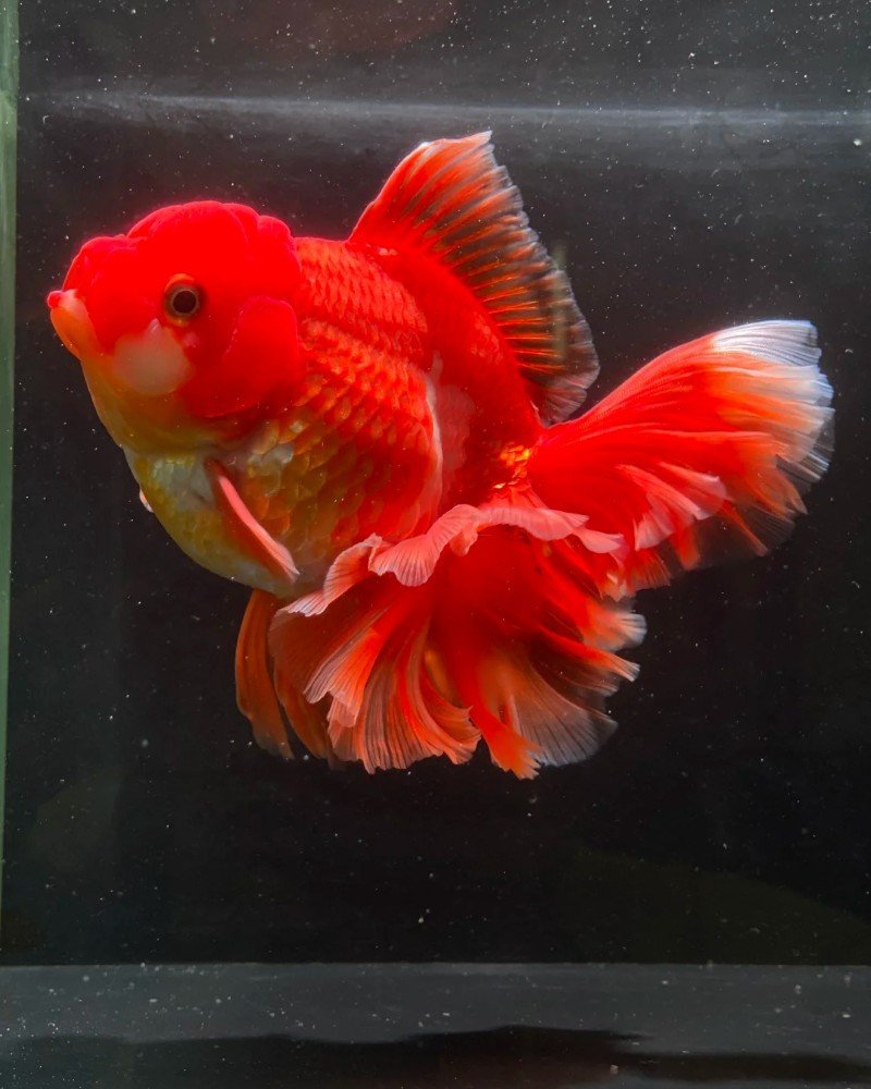 cá vàng đầu lân 3