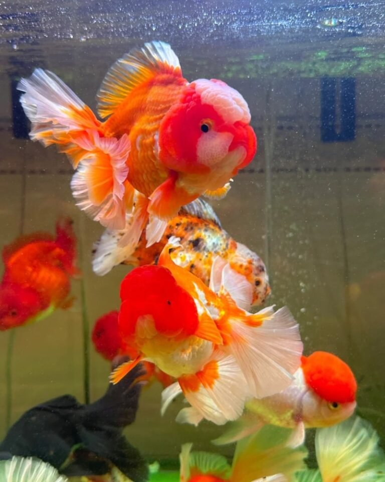 Cá Vàng Đầu Lân – Đầu U Thịt Độc Đáo, Sang Và Rất Có Duyên