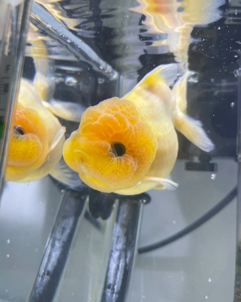 cá vàng đầu lân 32