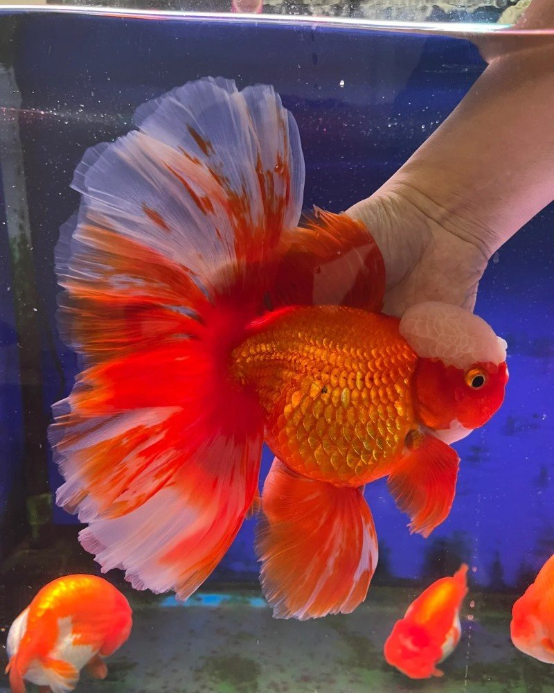 cá vàng đầu lân 33