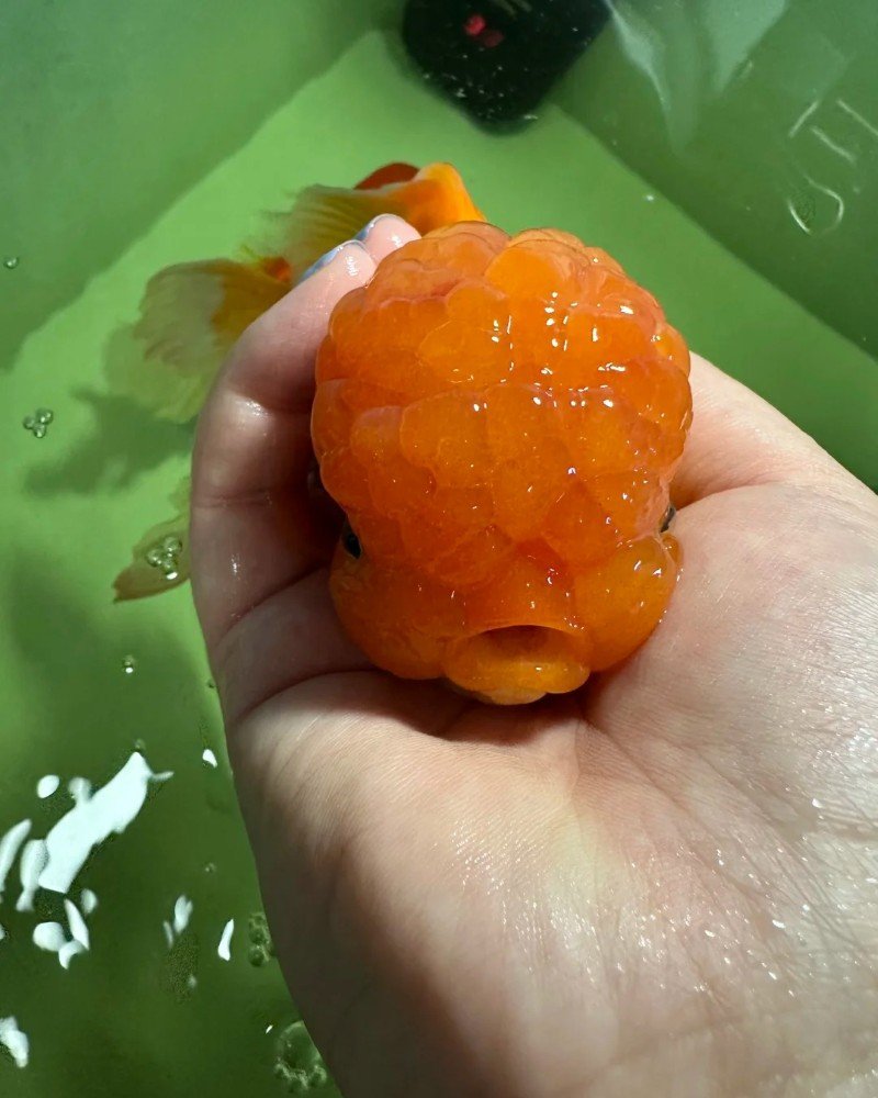 cá vàng đầu lân 34