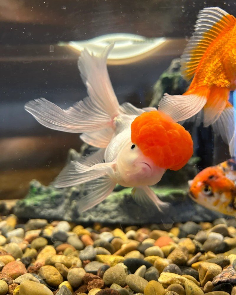 cá vàng đầu lân 35