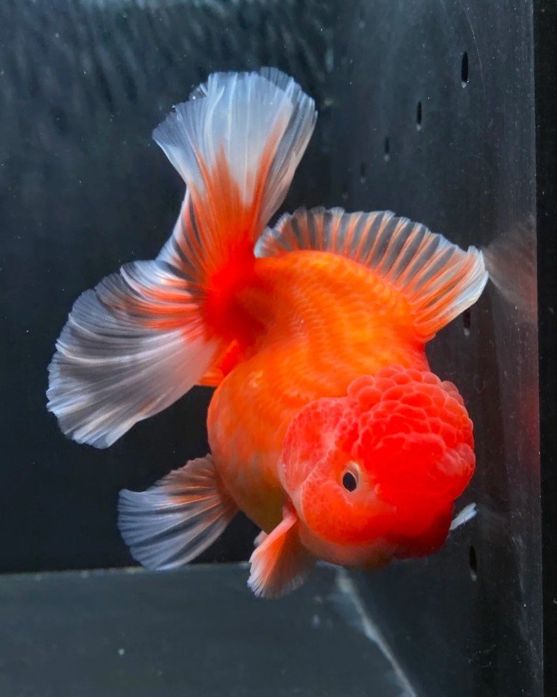 cá vàng đầu lân 5