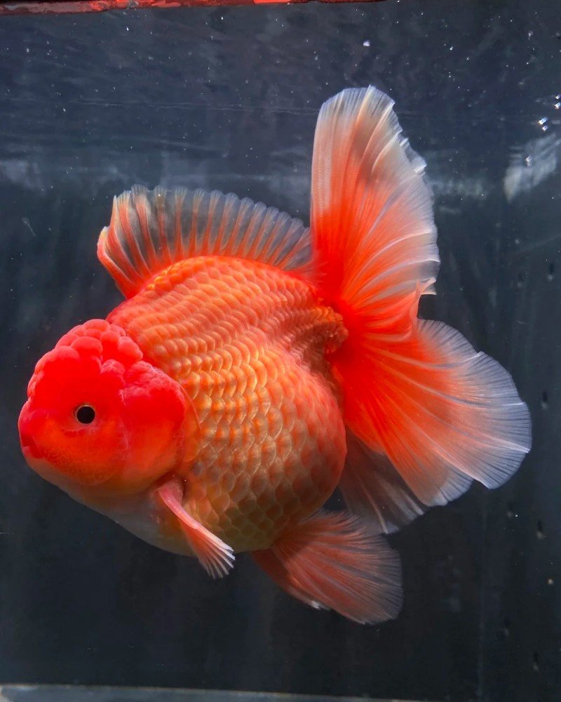 cá vàng đầu lân 6