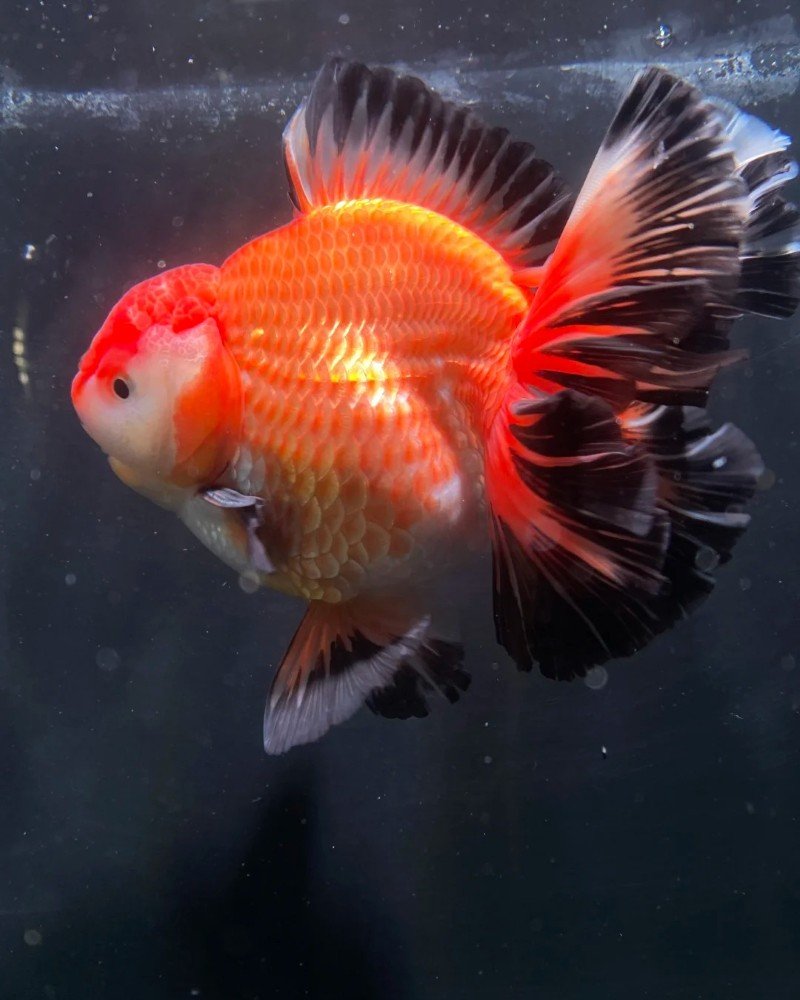 cá vàng đầu lân 7