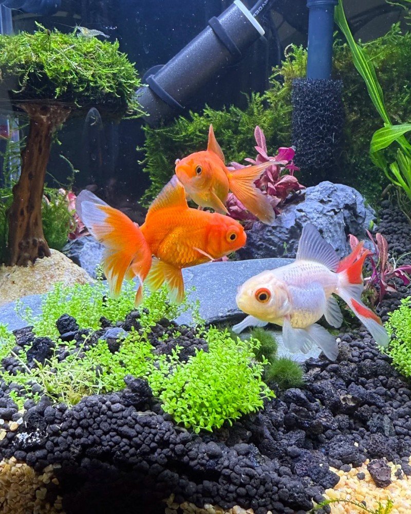 cá vàng đầu lân 8