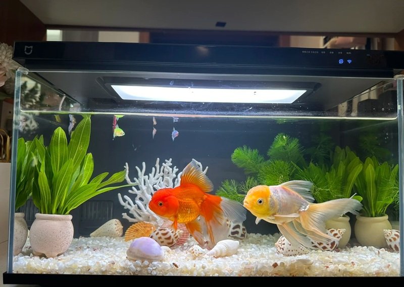 cá vàng đầu lân 9