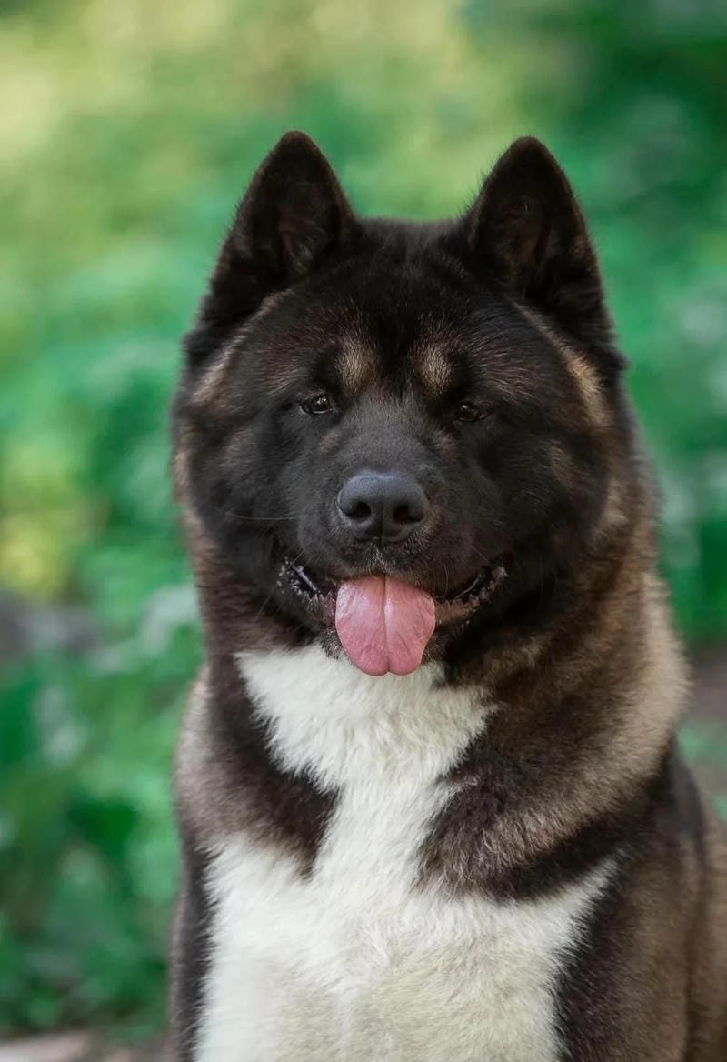 chó akita 1