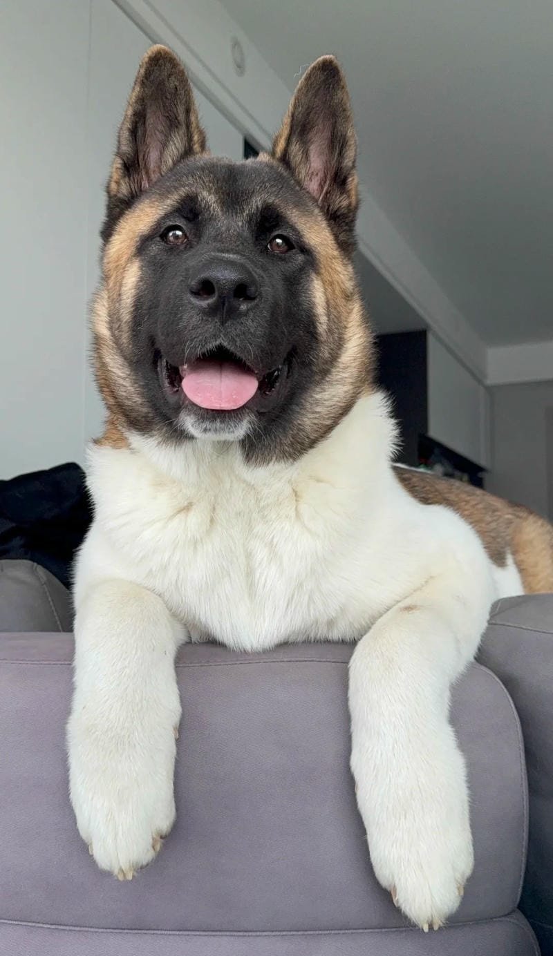 chó akita 12