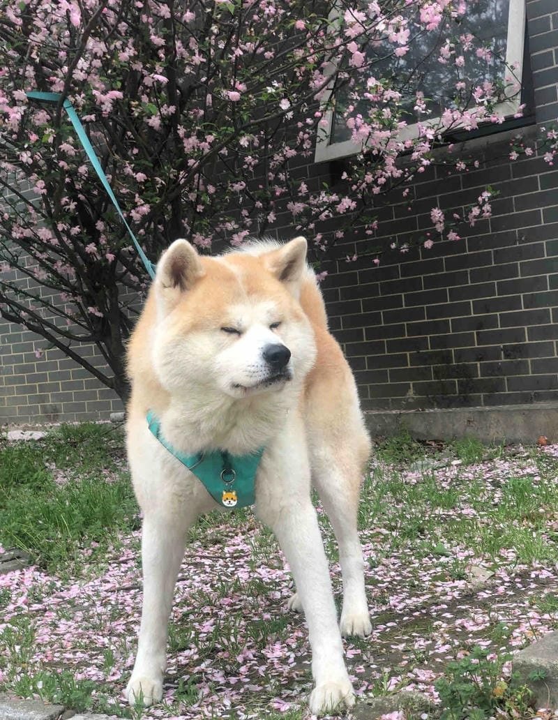 chó akita 18