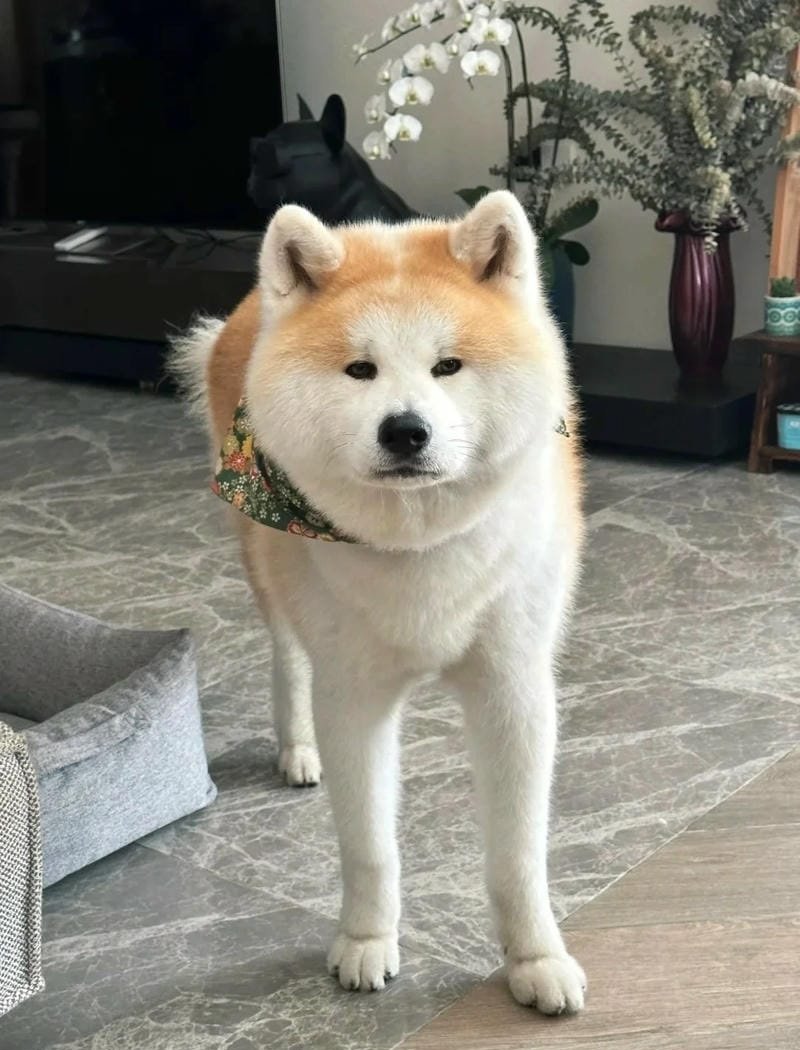 chó akita 5
