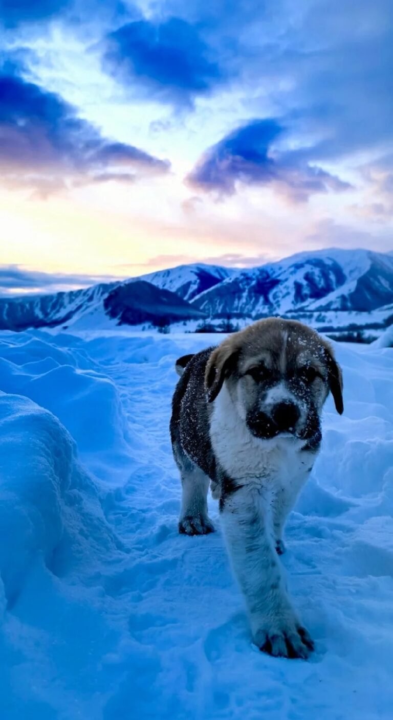 Chó Alabai – Gã Khổng Lồ Với Sức Mạnh Và Bản Lĩnh Đáng Nể