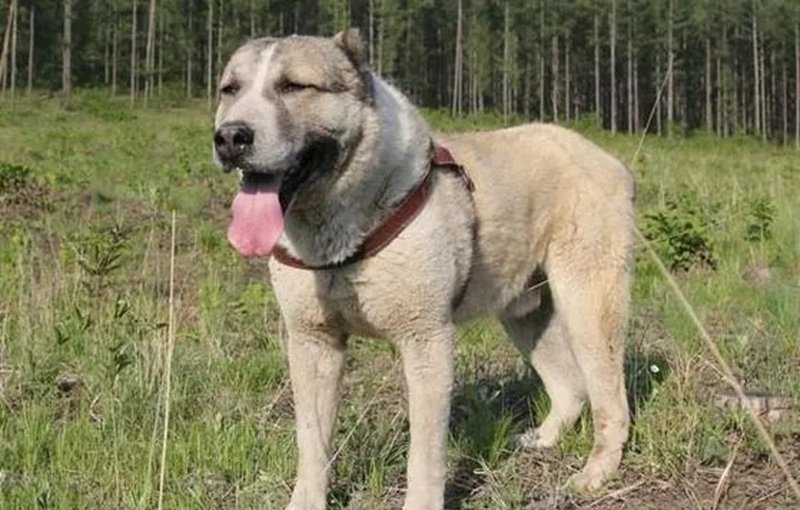 chó alabai 21