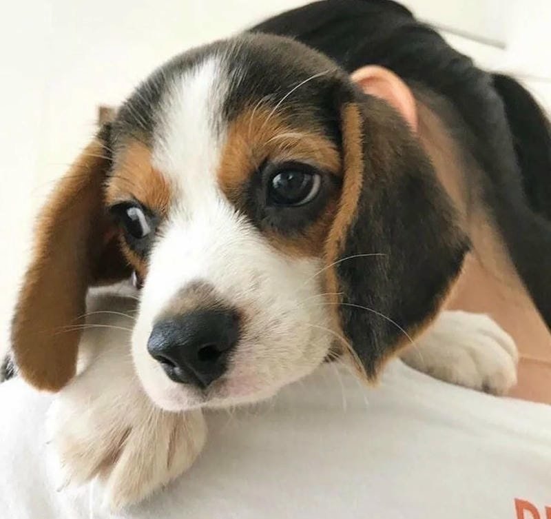 Chó Beagle: Nguồn gốc, đặc điểm, cách nuôi và giá bán