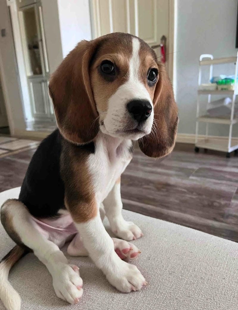chó beagle 20