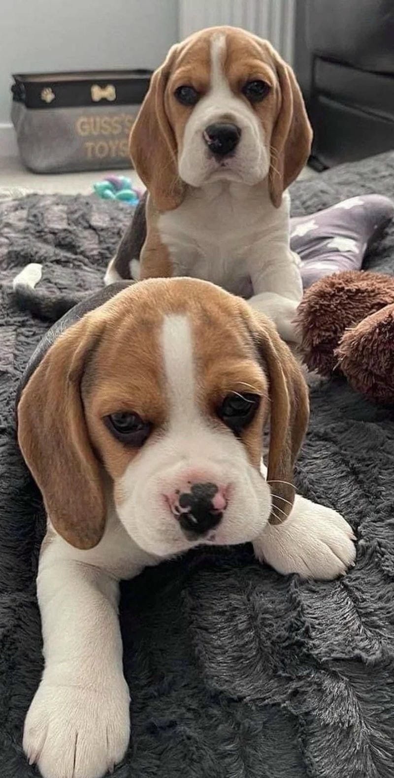chó beagle 24