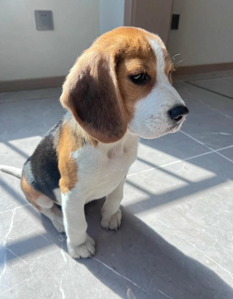 chó beagle 8