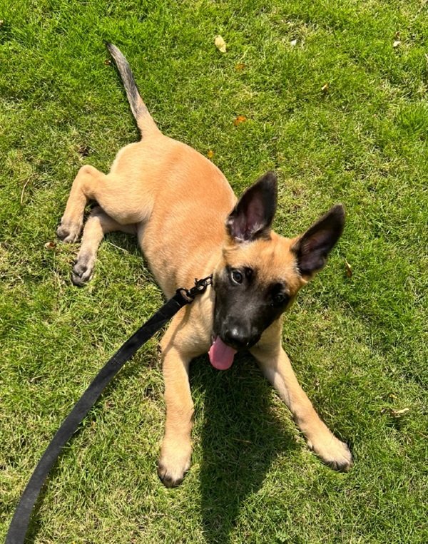 Chó Béc giê Bỉ – Thông Minh, Lanh Lợi Và Làm Việc Xuất Sắc