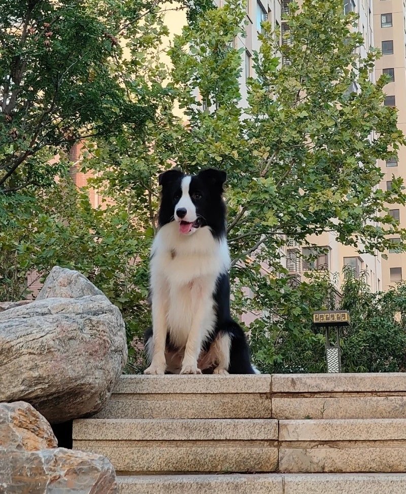 chó border collie 1
