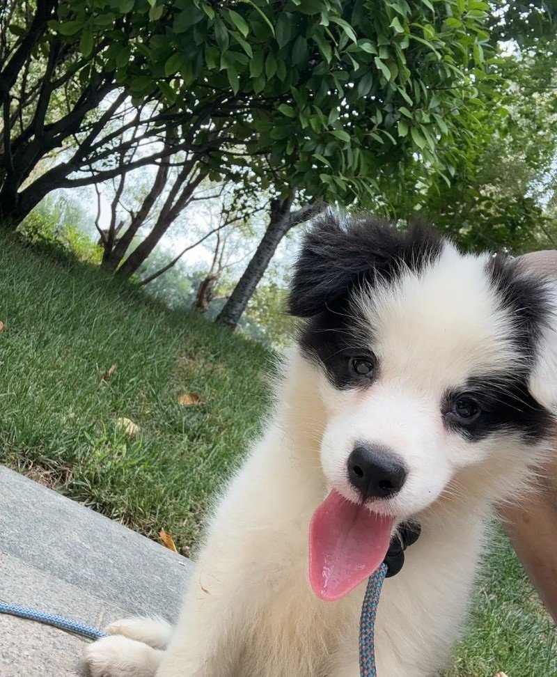 chó border collie 10