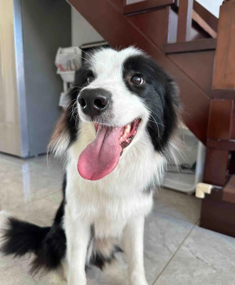 chó border collie 11