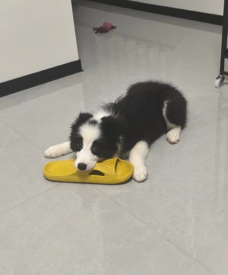 chó border collie 12