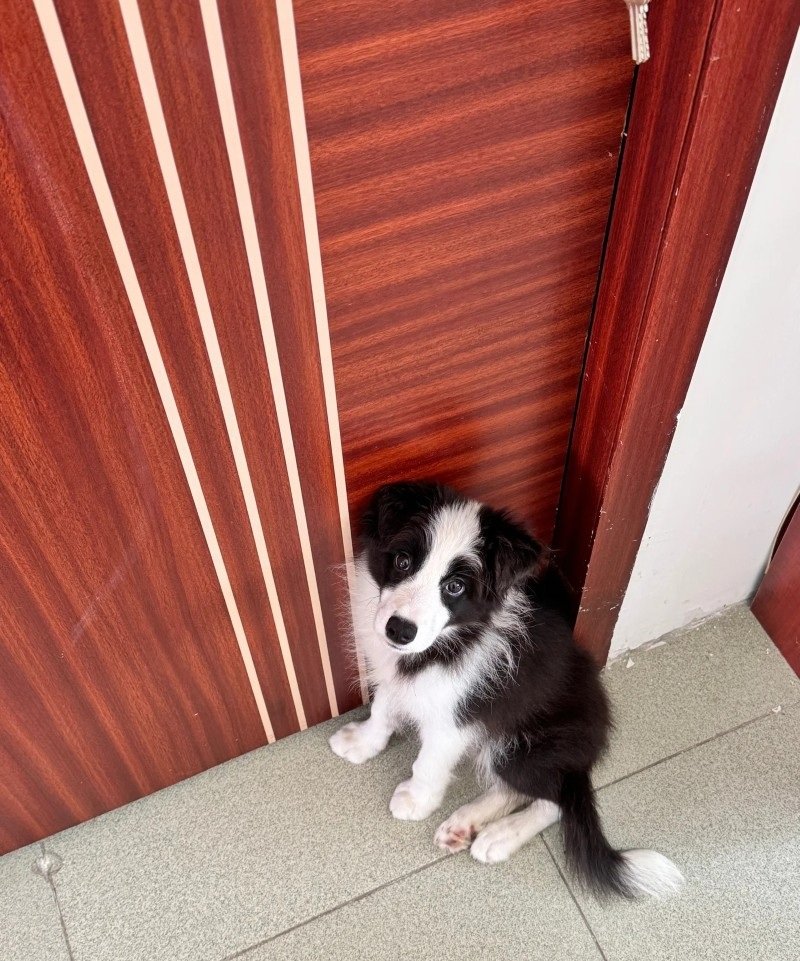 chó border collie 13