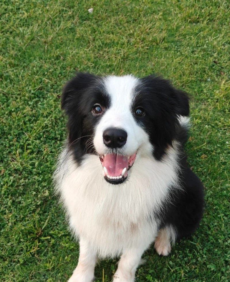 chó border collie 14