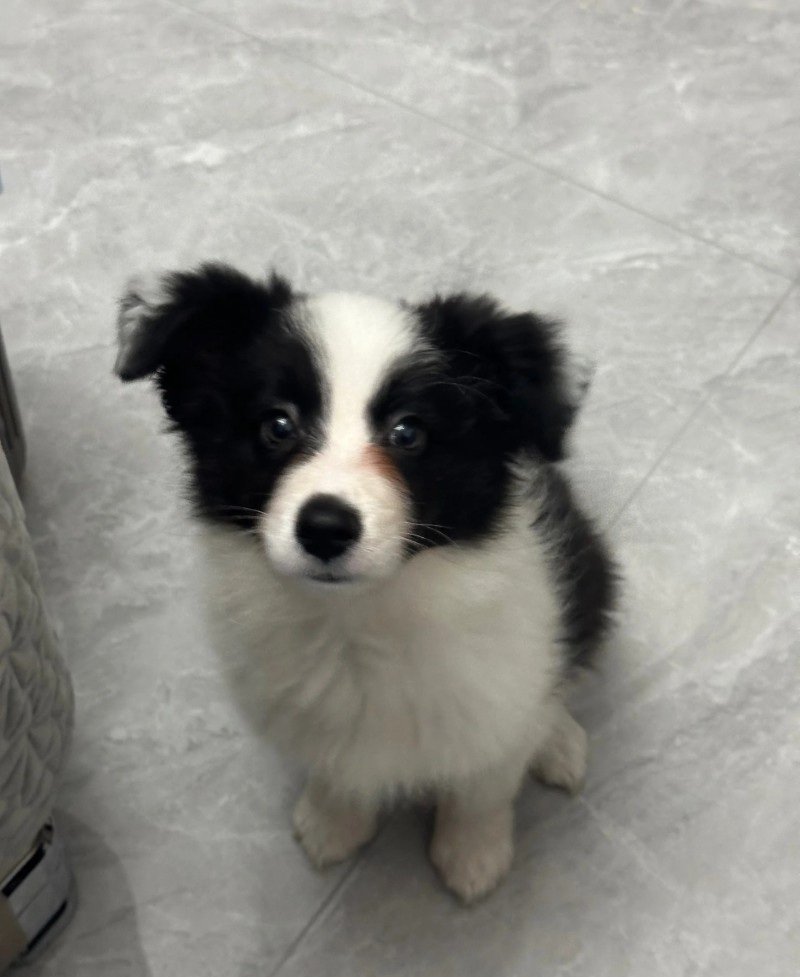 chó border collie 16