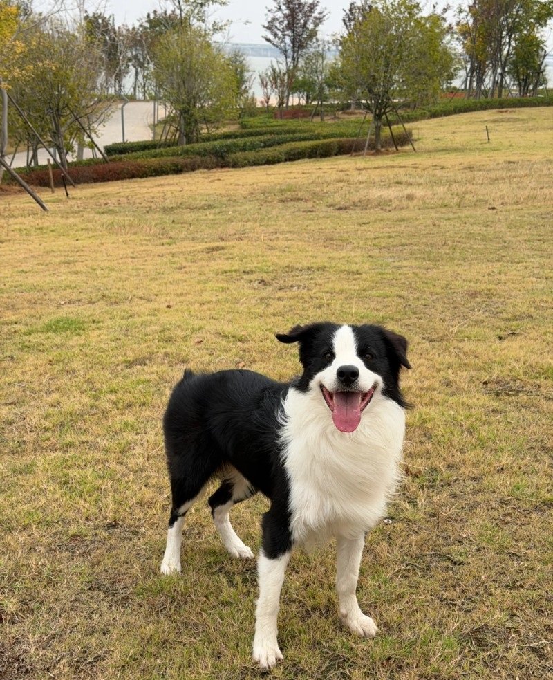 chó border collie 17
