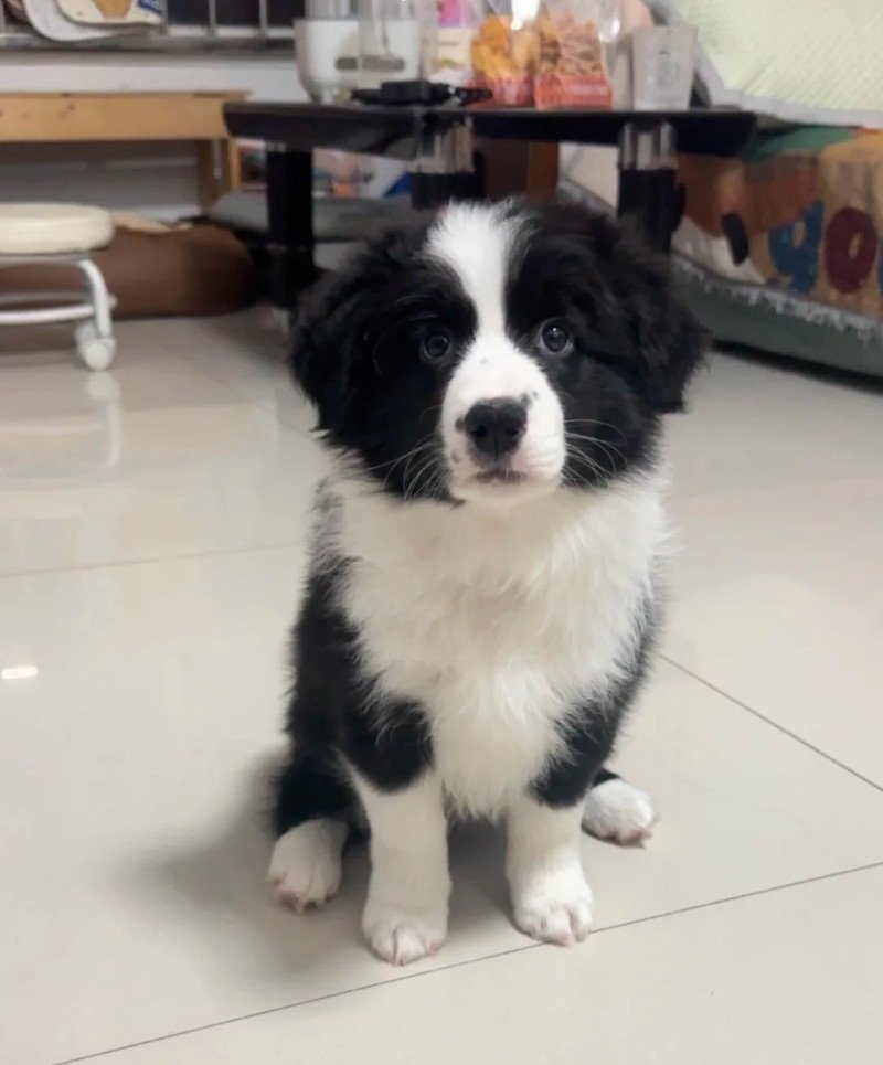 chó border collie 18