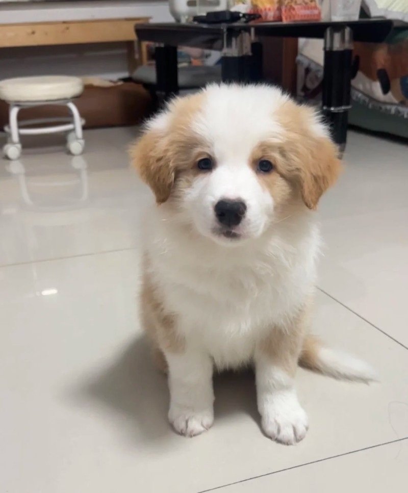 chó border collie 19