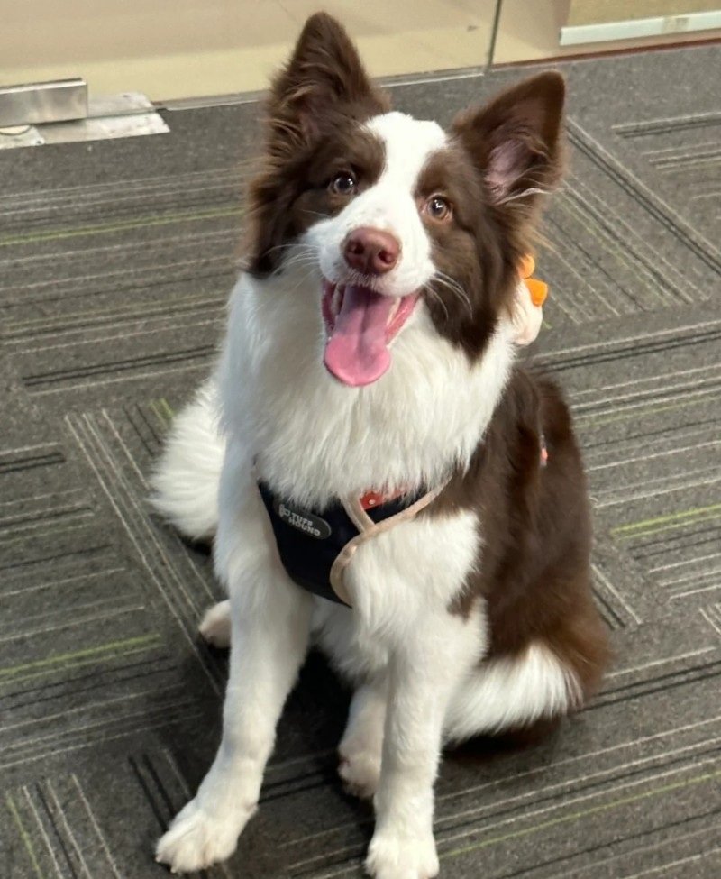 chó border collie 2