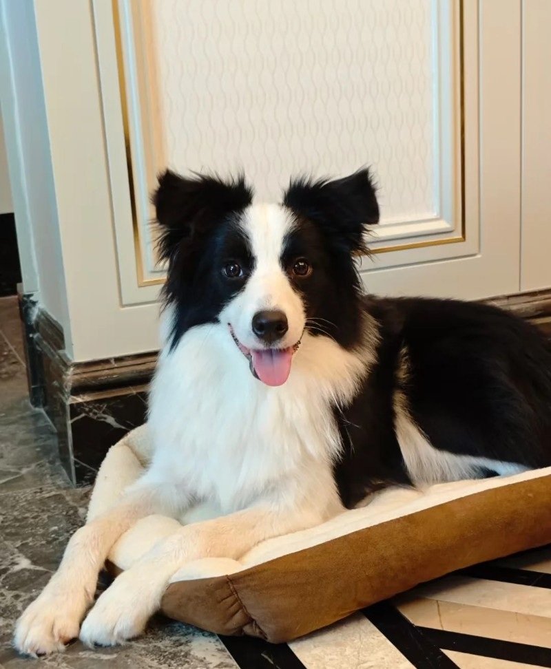 chó border collie 21