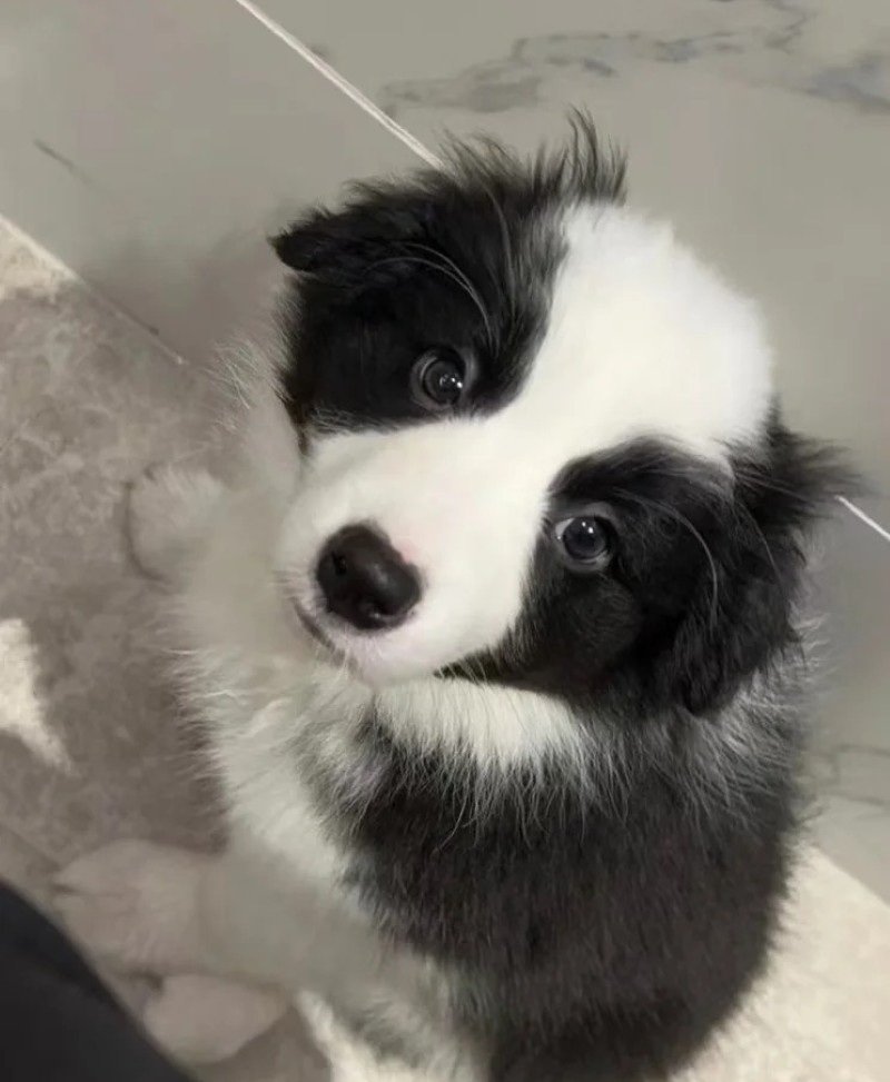 chó border collie 22