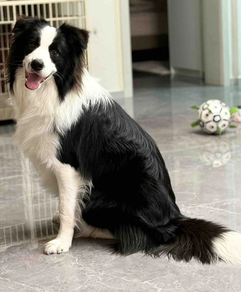 chó border collie 23