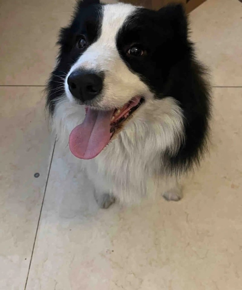 chó border collie 24