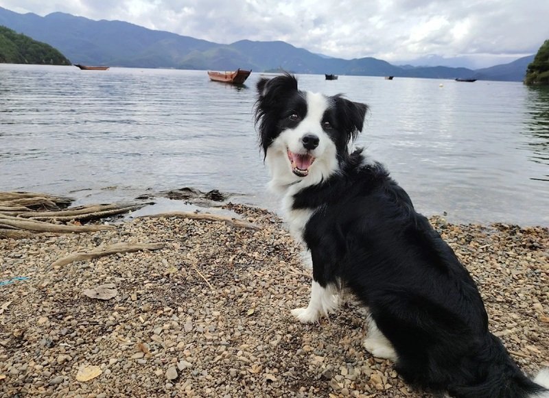 chó border collie 25