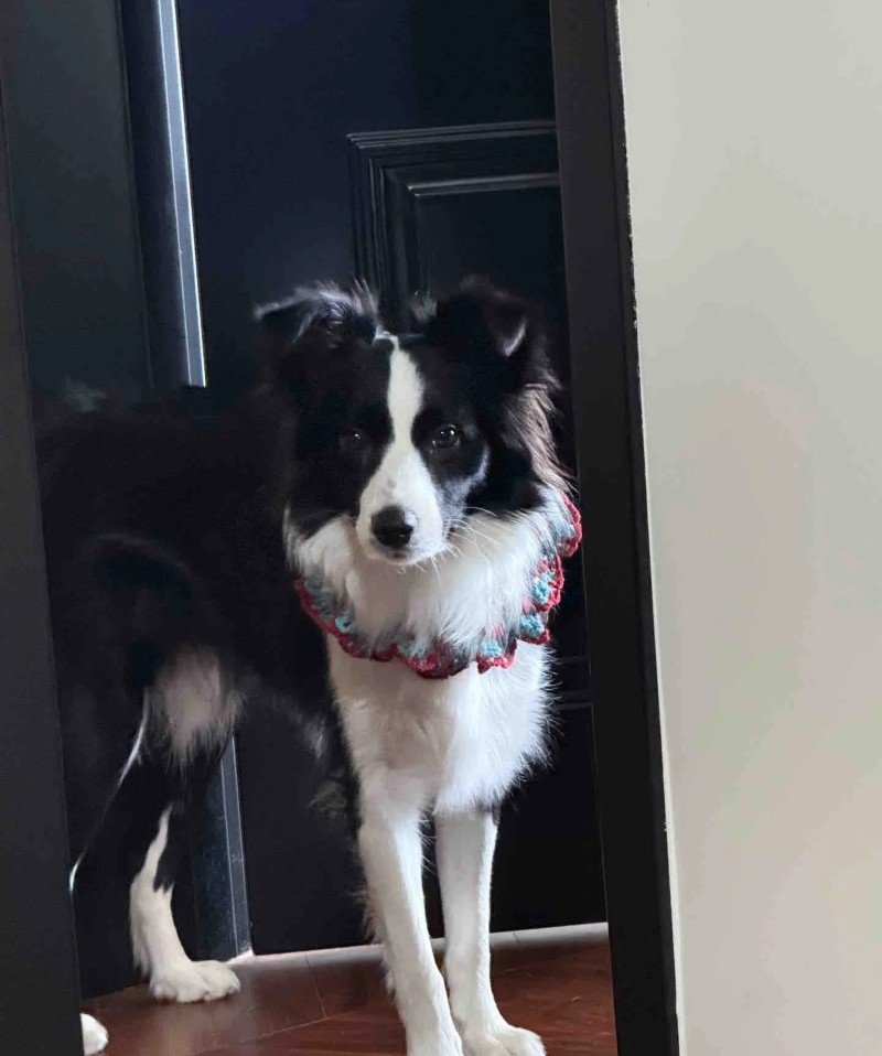 chó border collie 26