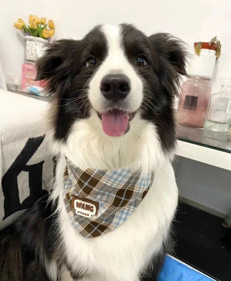 chó border collie 27