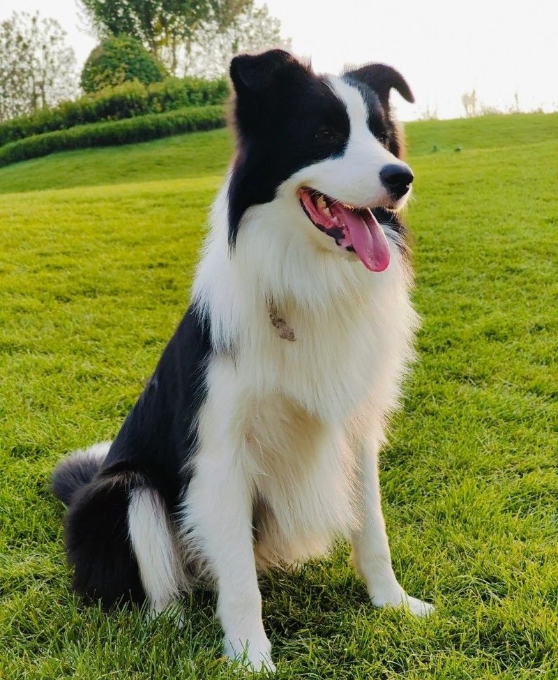 chó border collie 28