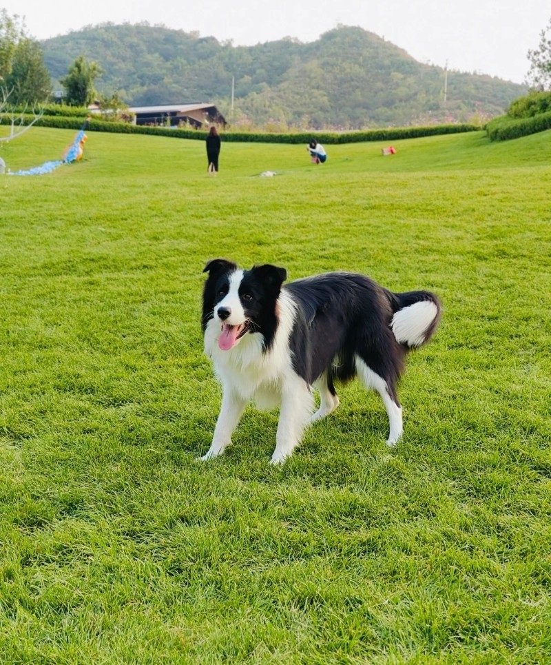 chó border collie 29
